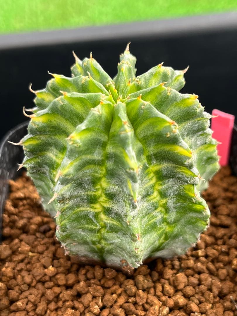 ユーフォルビア　ホリダ錦　総柄濃黄班