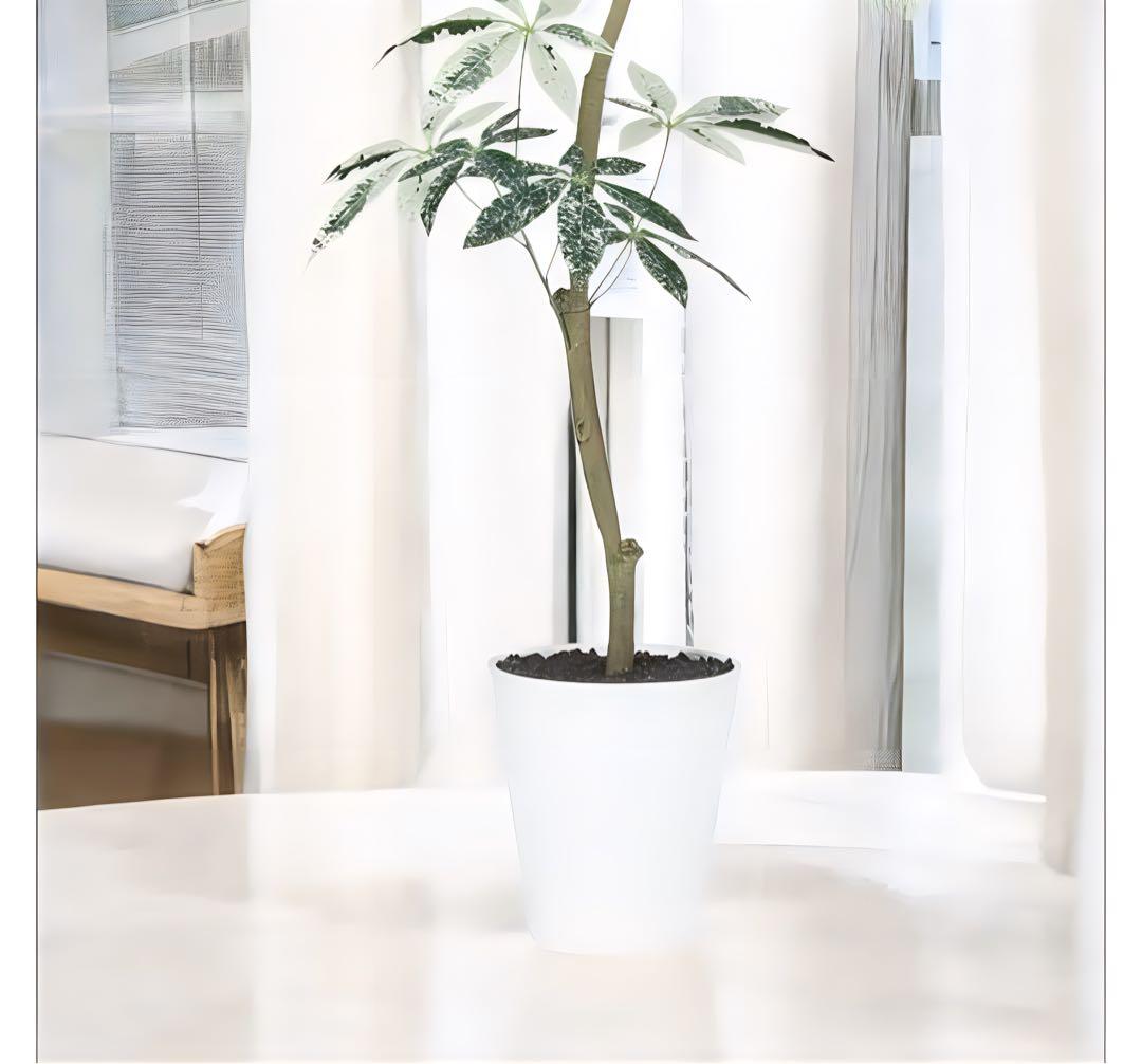 光触媒　人工観葉植物　フェイクグリーン　パキラミルキーウェイ150FST