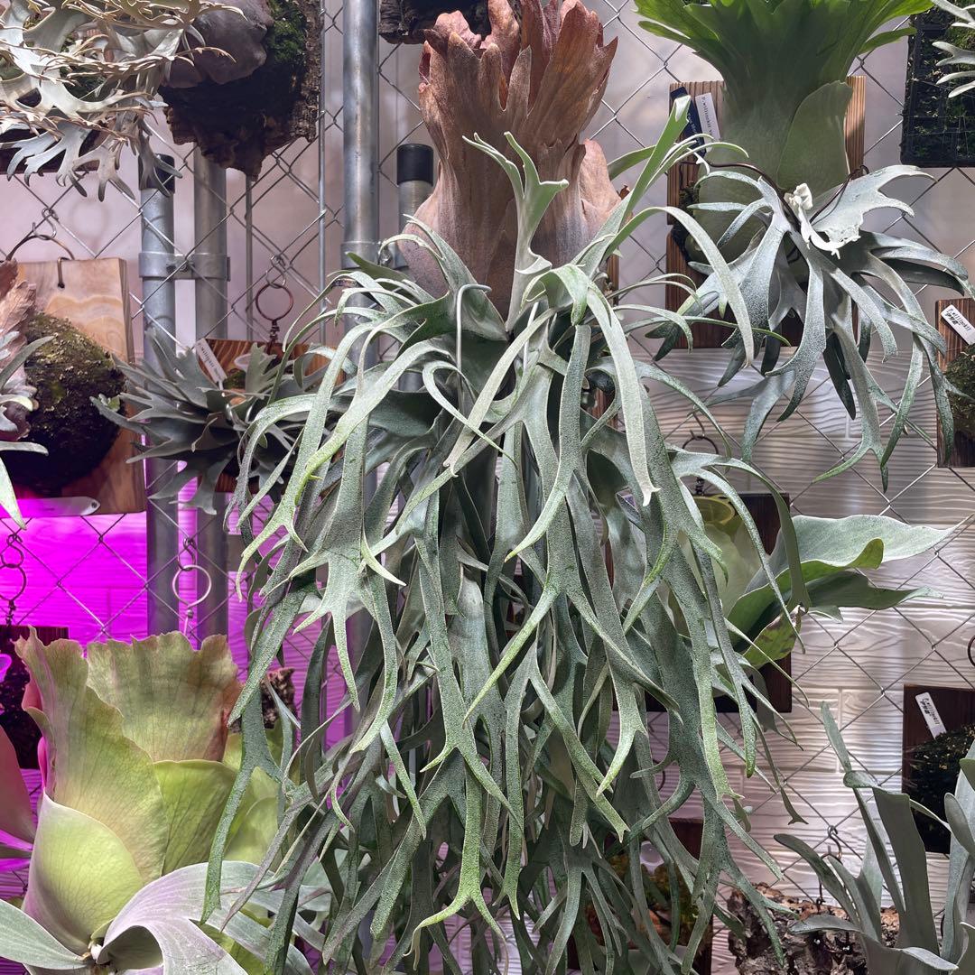 ビカクシダ P.willinckii Polaris ポラリス　子株　#2