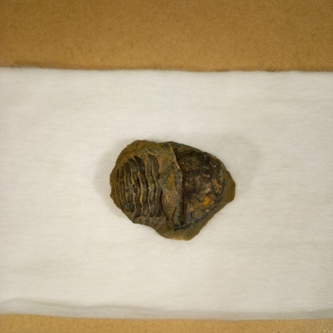 三葉虫　化石　fossil　ボリビア産　レア　Fossil判別⑨