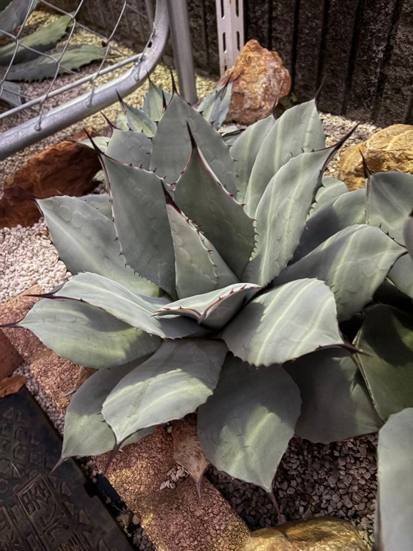 アガベ　超特大株　パリー吉祥天