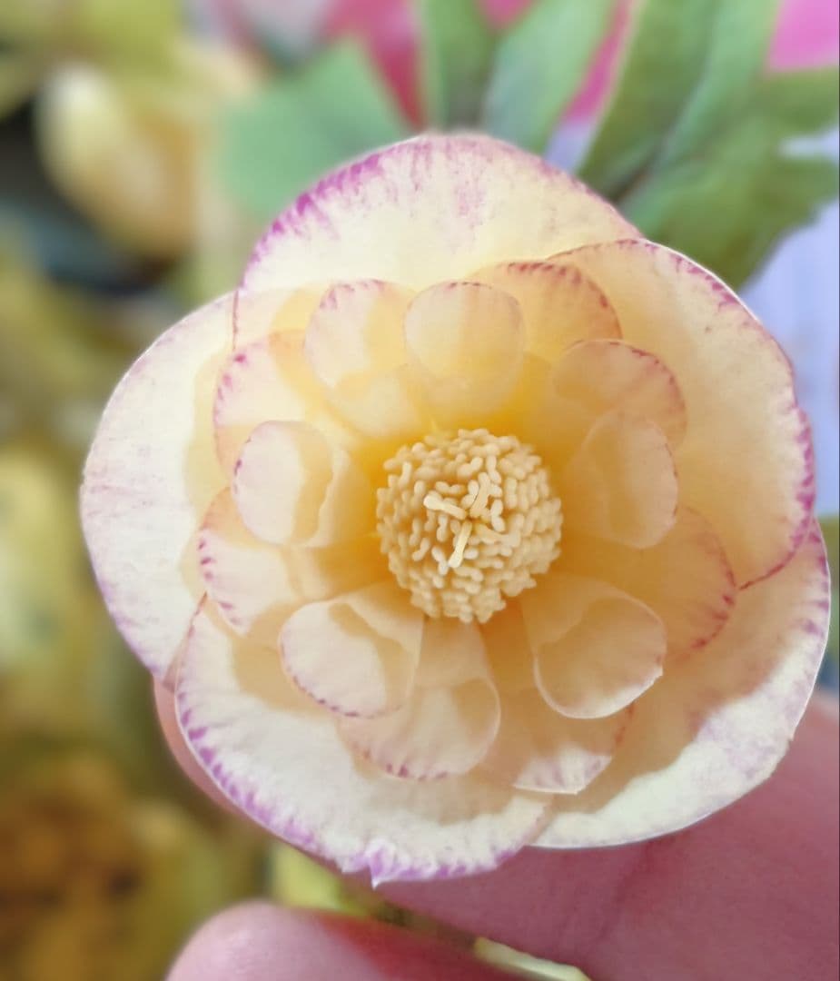 クリスマスローズ蕾株分け