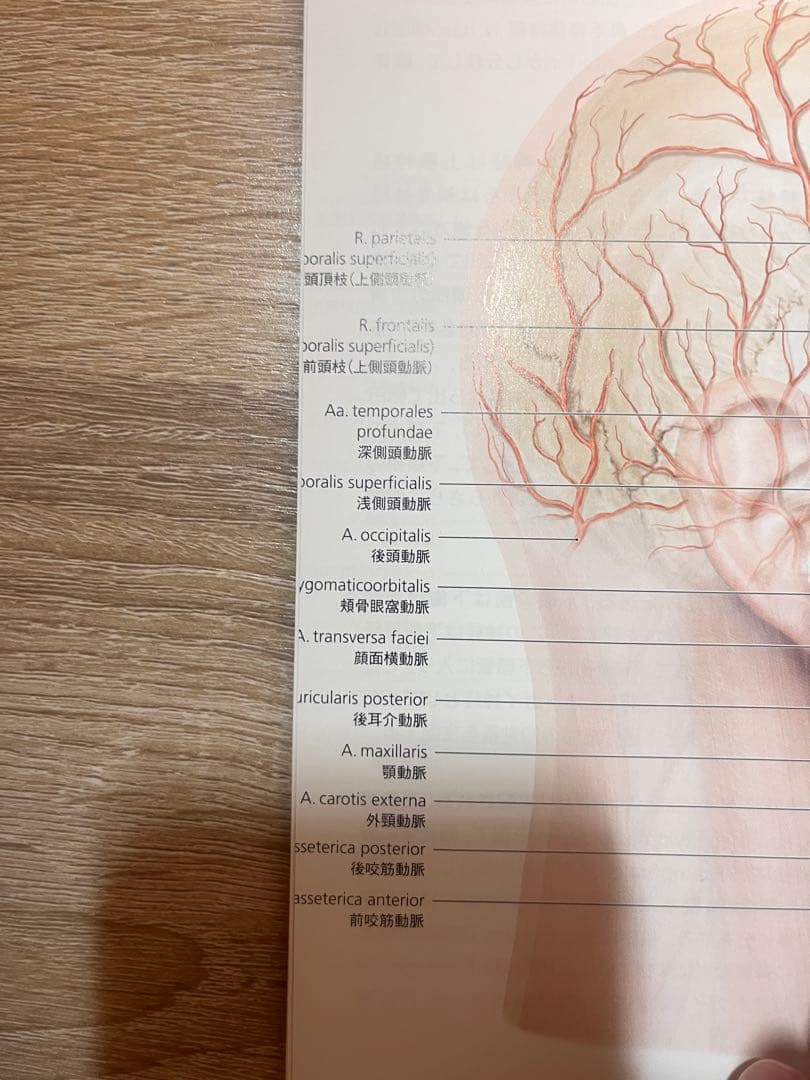（裁断済み）グラフィックスフェイス : 臨床解剖図譜