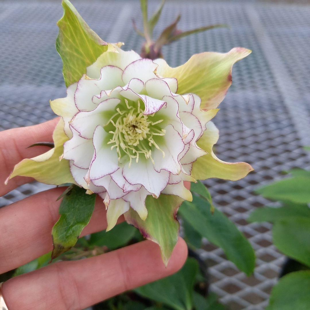 お花畑のよう♪クリスマスローズ5個セット、苗、開花株