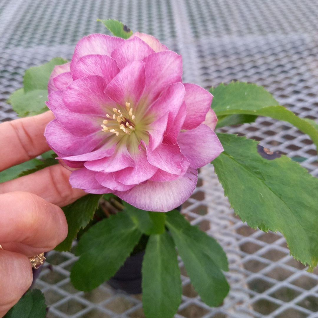 お花畑のよう♪クリスマスローズ5個セット、苗、開花株