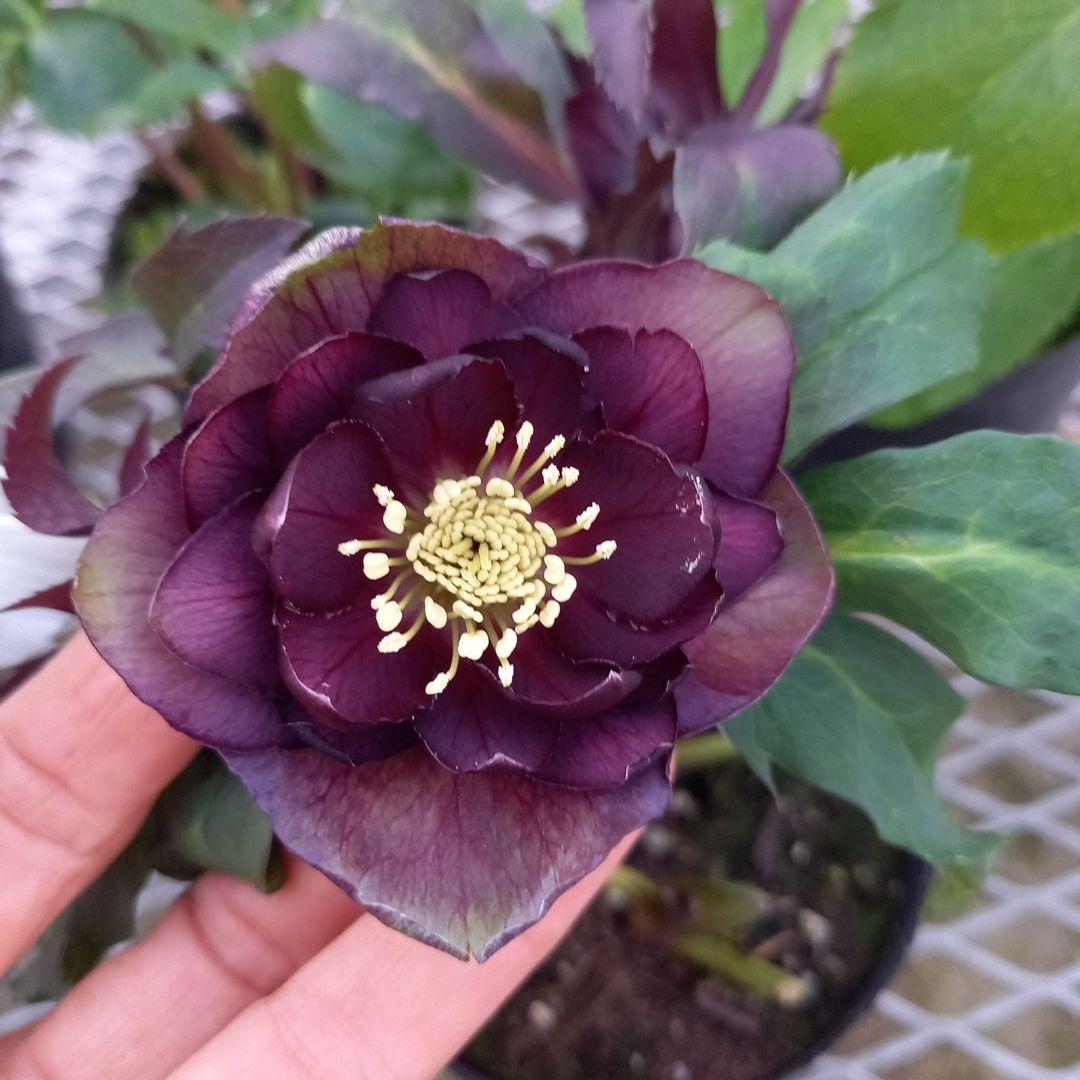 お花畑のよう♪クリスマスローズ5個セット、苗、開花株