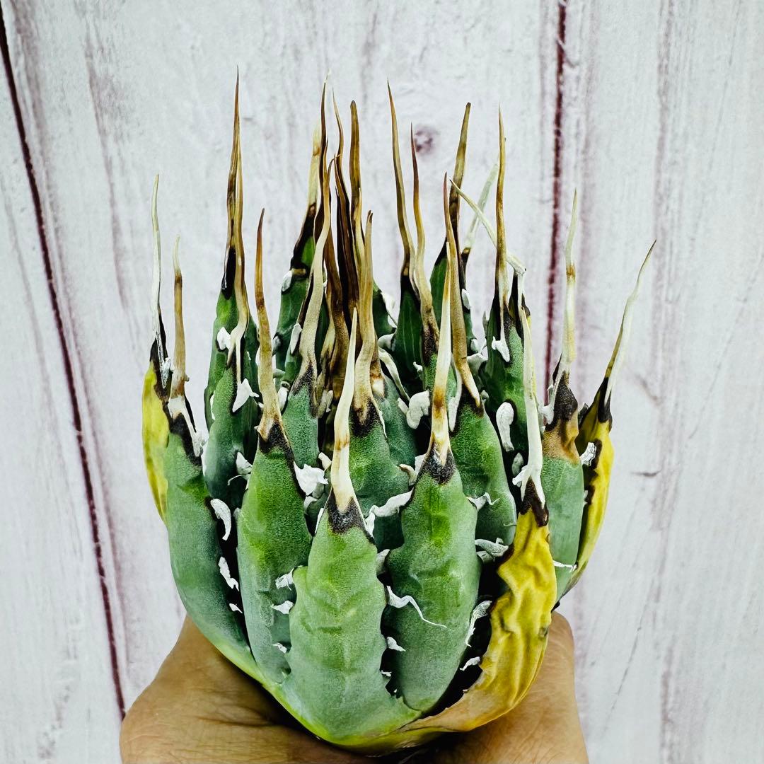 14 アガベ ユタエンシス エボリスピナ 陽炎