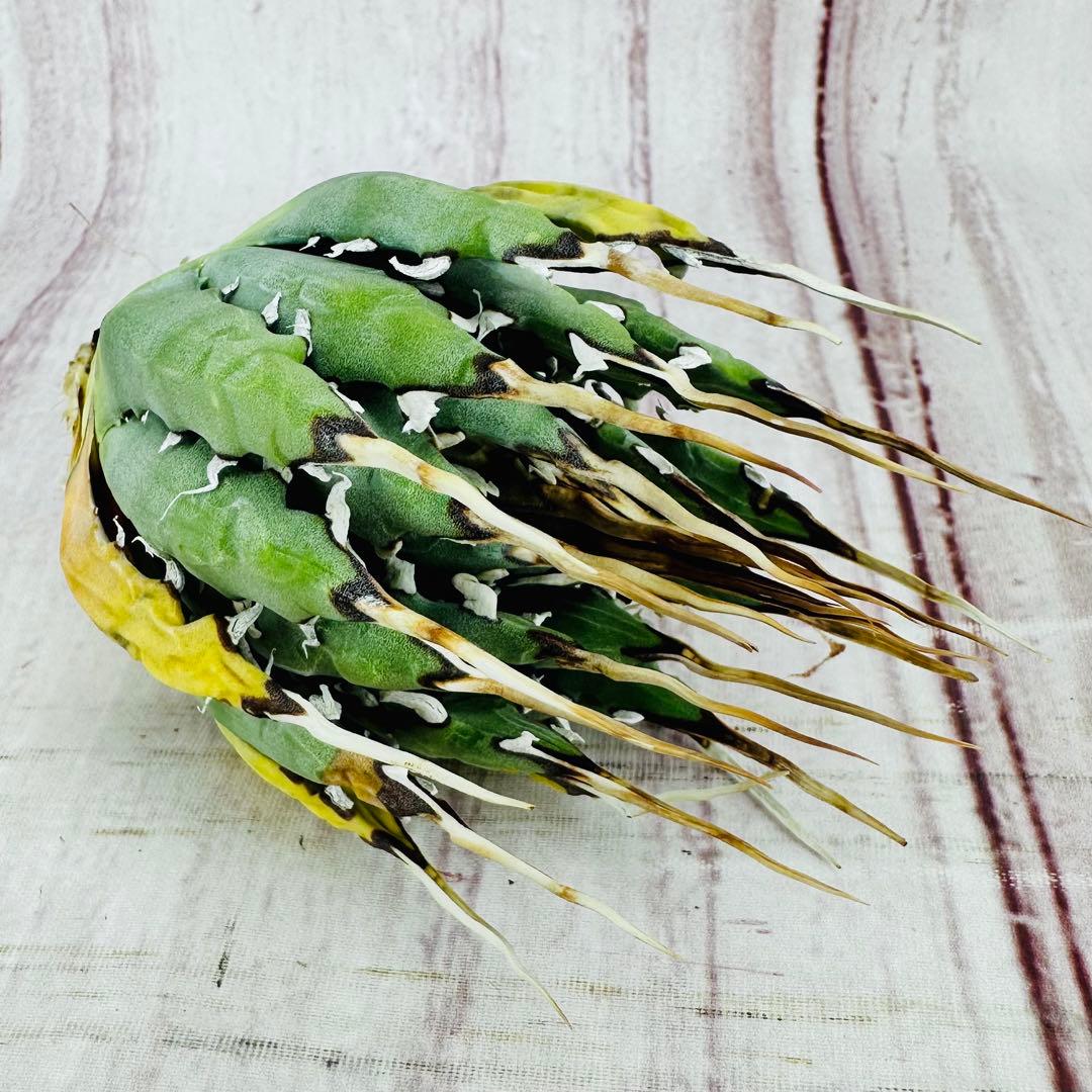 14 アガベ ユタエンシス エボリスピナ 陽炎