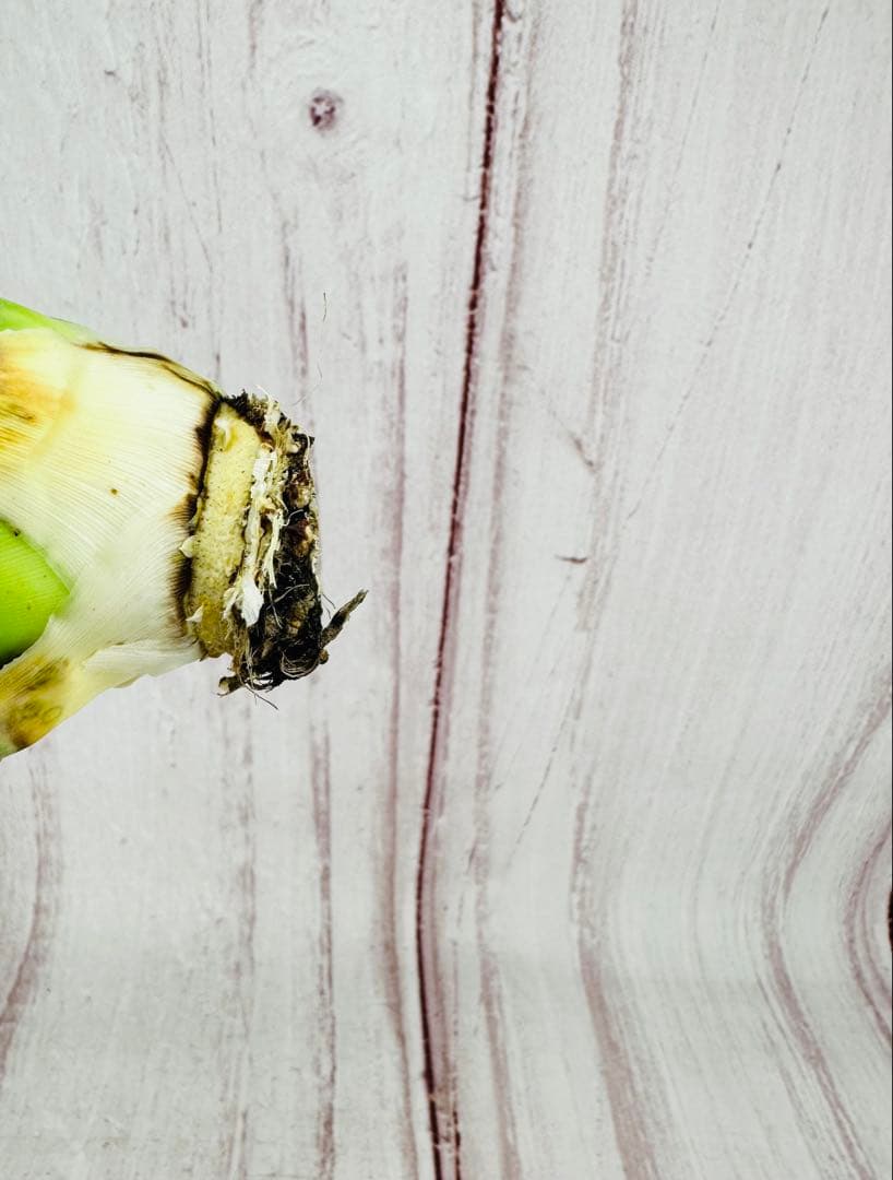 14 アガベ ユタエンシス エボリスピナ 陽炎