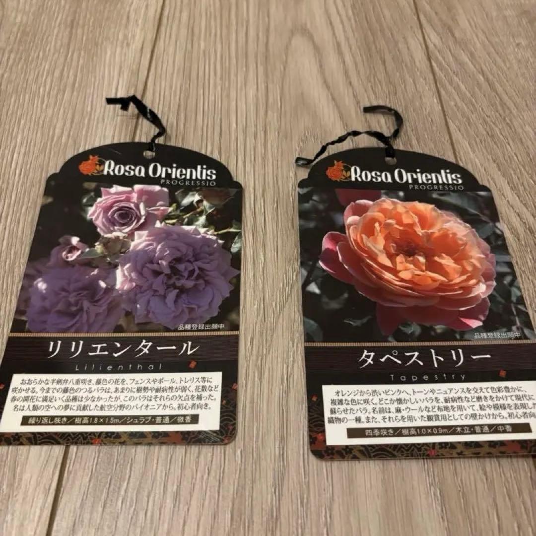 リリエンタールとタベストリーのバラ苗