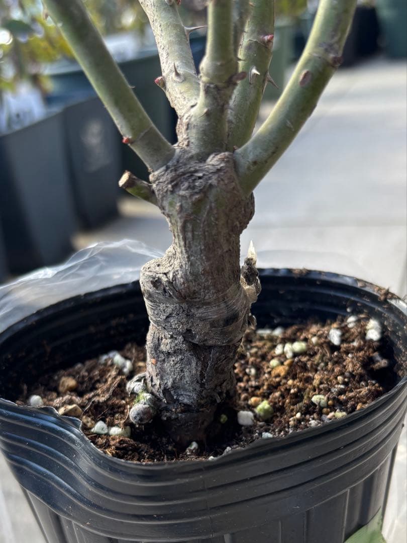 リリエンタールとタベストリーのバラ苗