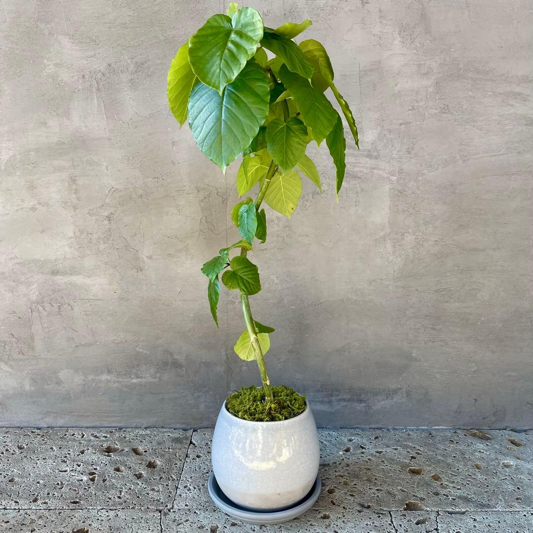 フィカス　ウンベラータ　螺旋　天然苔仕立て　瑞雲-ずいうん- 陶器鉢　植え込み