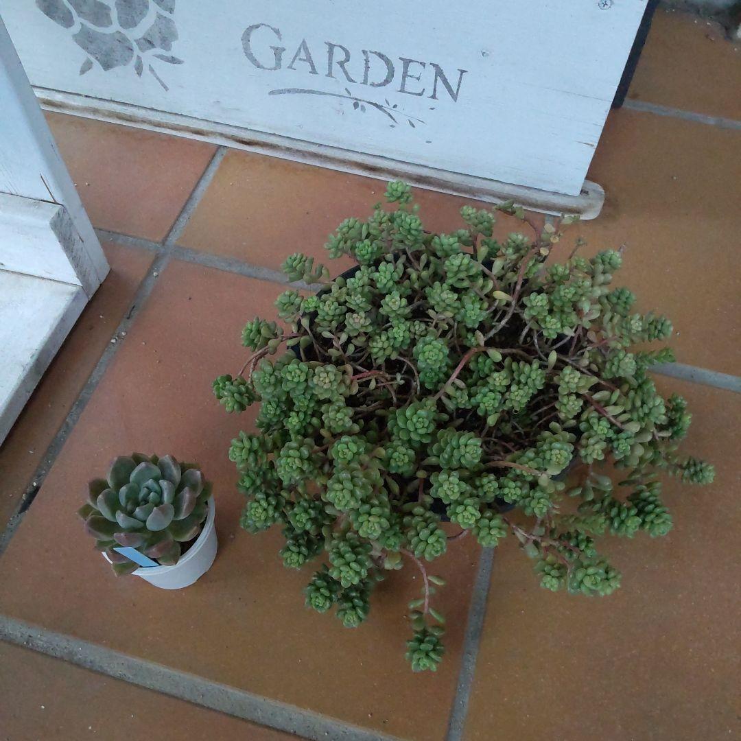 つぶつぶ屋✡️小梅ちゃんの森 大群生✡️多肉 抜き苗 おつぶー 寄せ植え