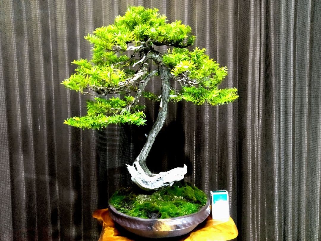 【大品　山採り 一位盆栽】　　⭕足元に注目❗　真柏…