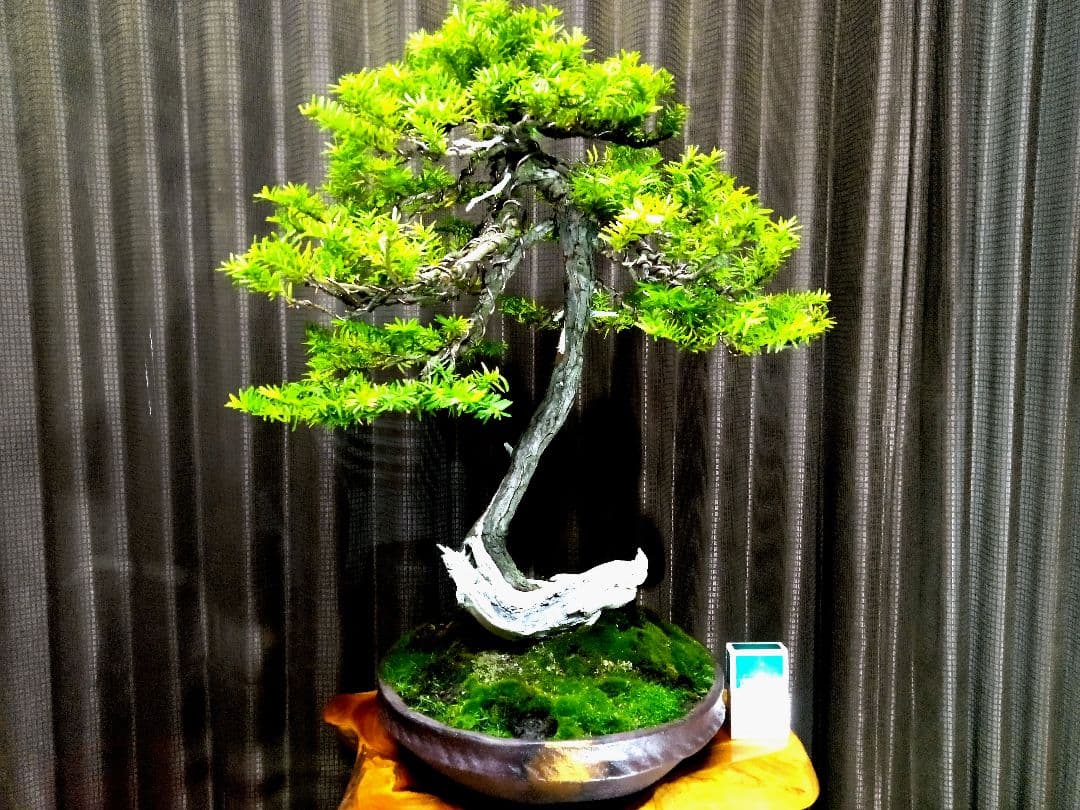 【大品　山採り 一位盆栽】　　⭕足元に注目❗　真柏…