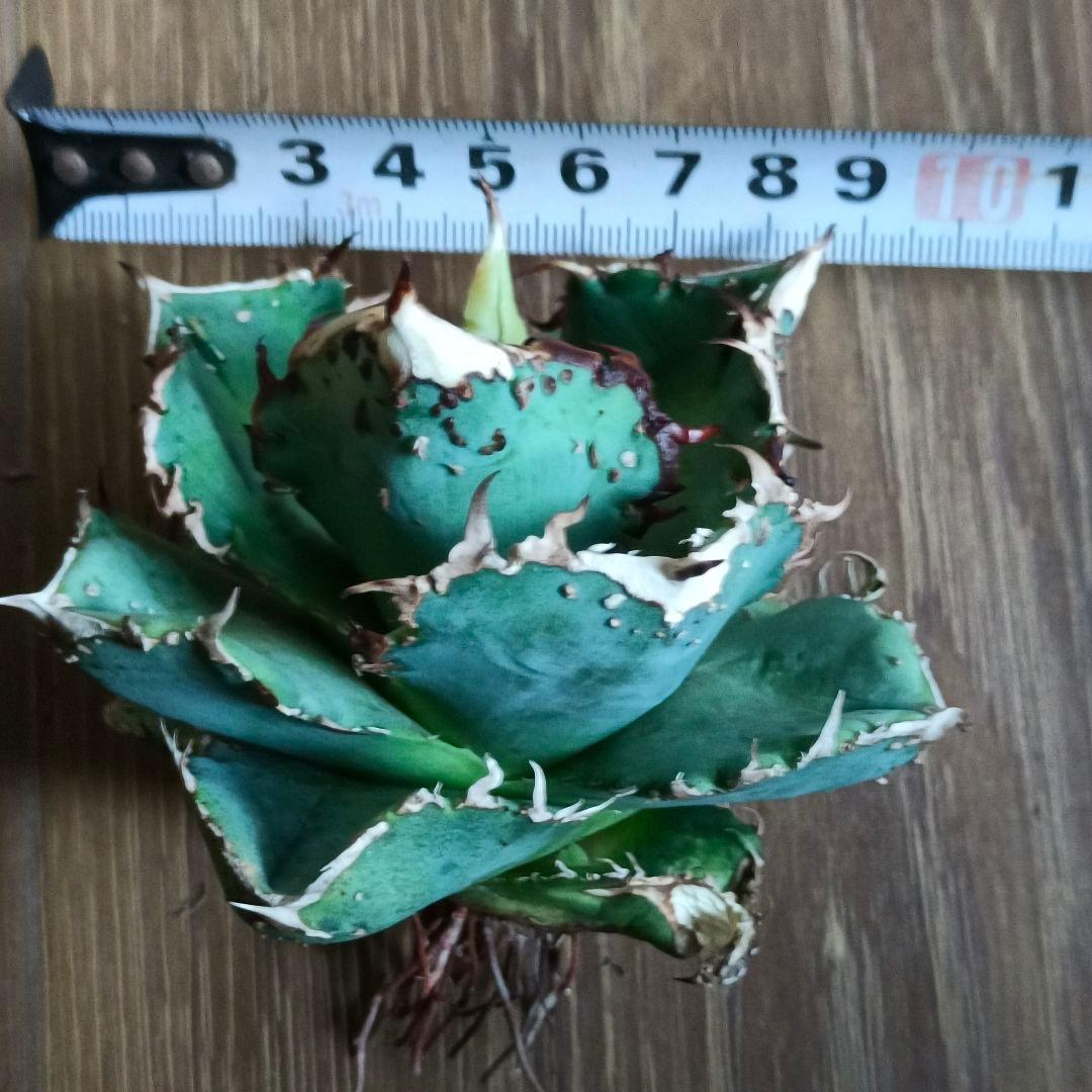 A015 特選 アガベチタノタ 台湾産 正規品 蚩尤 極上強棘 極上優良株