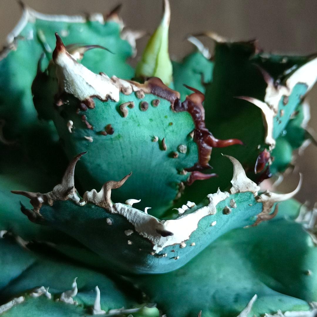 A015 特選 アガベチタノタ 台湾産 正規品 蚩尤 極上強棘 極上優良株