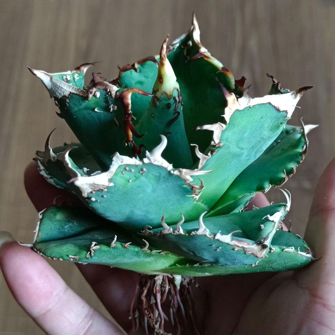 A015 特選 アガベチタノタ 台湾産 正規品 蚩尤 極上強棘 極上優良株