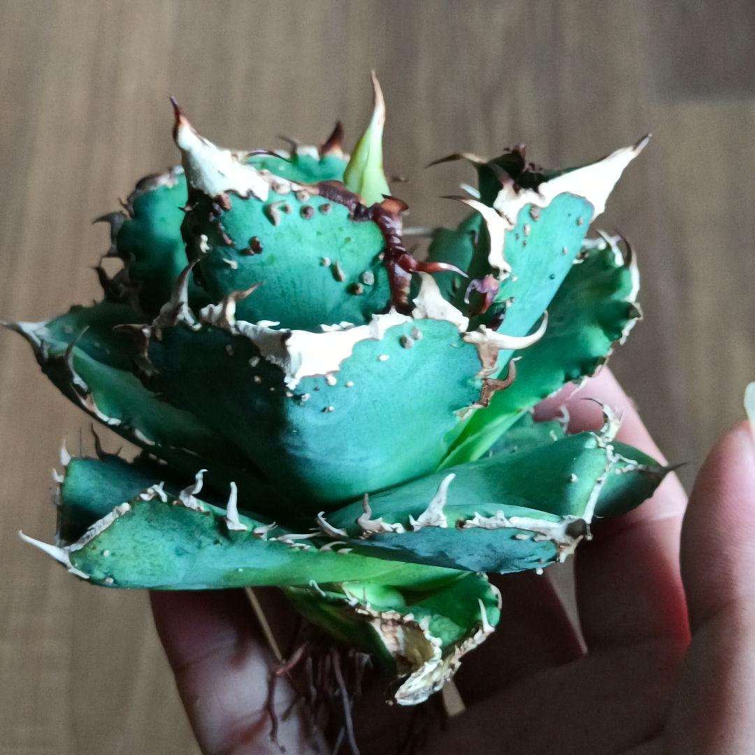 A015 特選 アガベチタノタ 台湾産 正規品 蚩尤 極上強棘 極上優良株