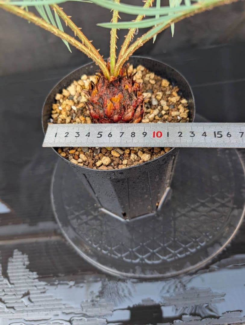 決算創業祭 お買い得 サイカスカイルンシアナ 5センチ株 見事！