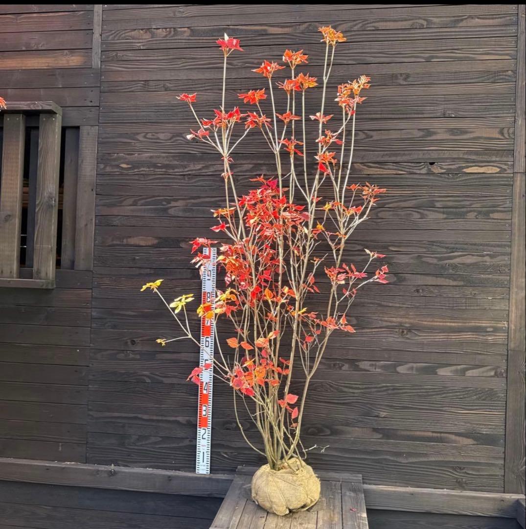 エゴノキ/大株立ち【現品発送】管理80007