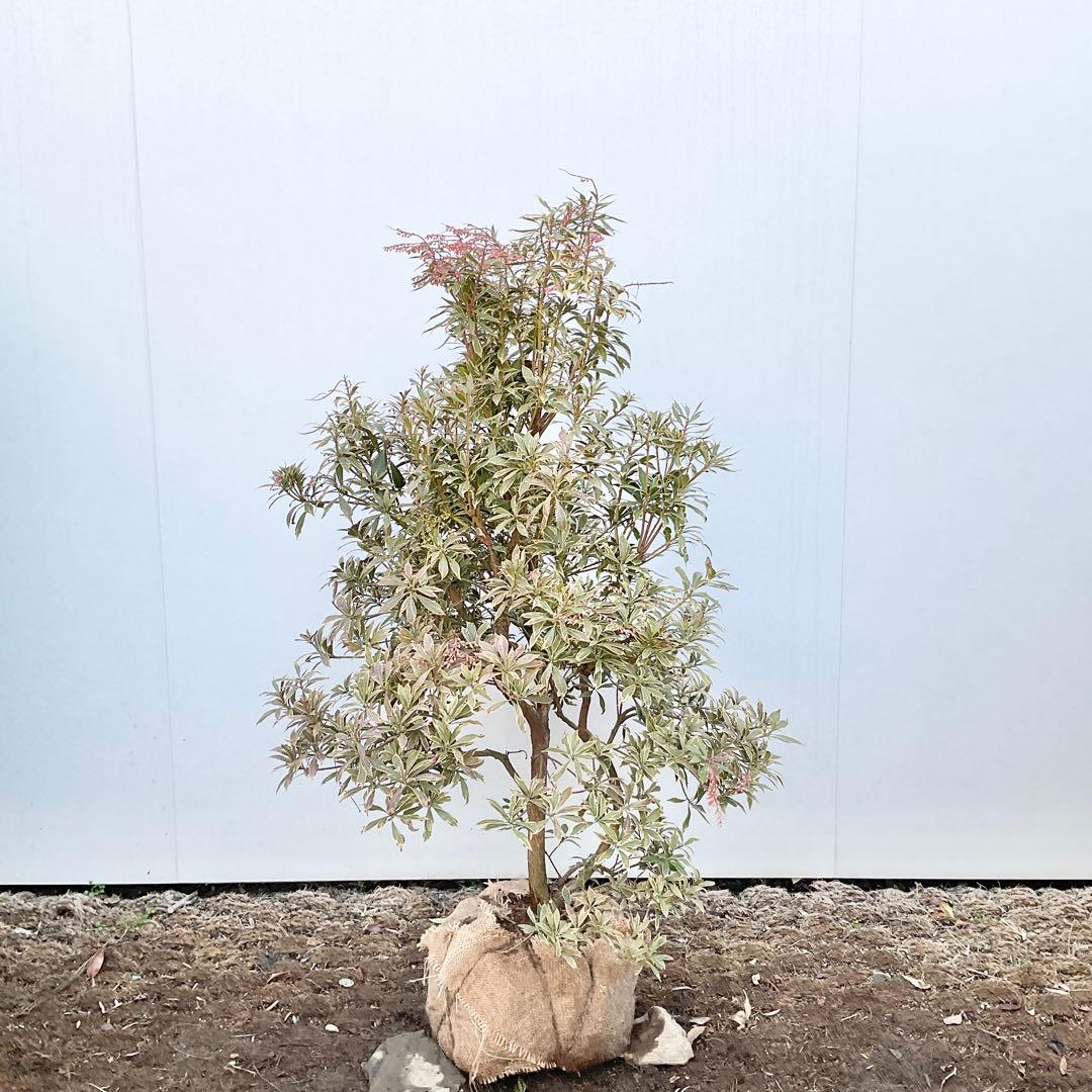 斑入りアセビ　/ 52