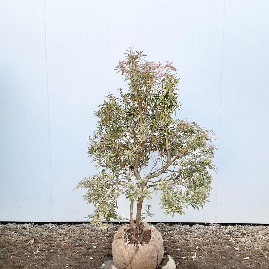 斑入りアセビ　/ 52