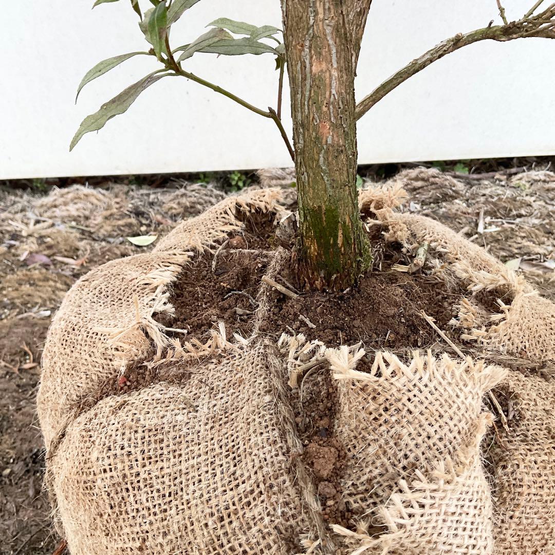 斑入りアセビ　/ 52