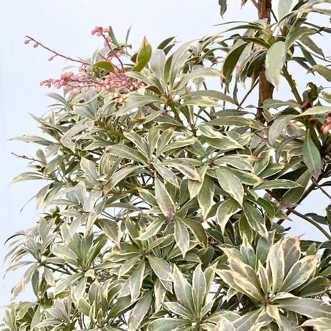 斑入りアセビ　/ 52