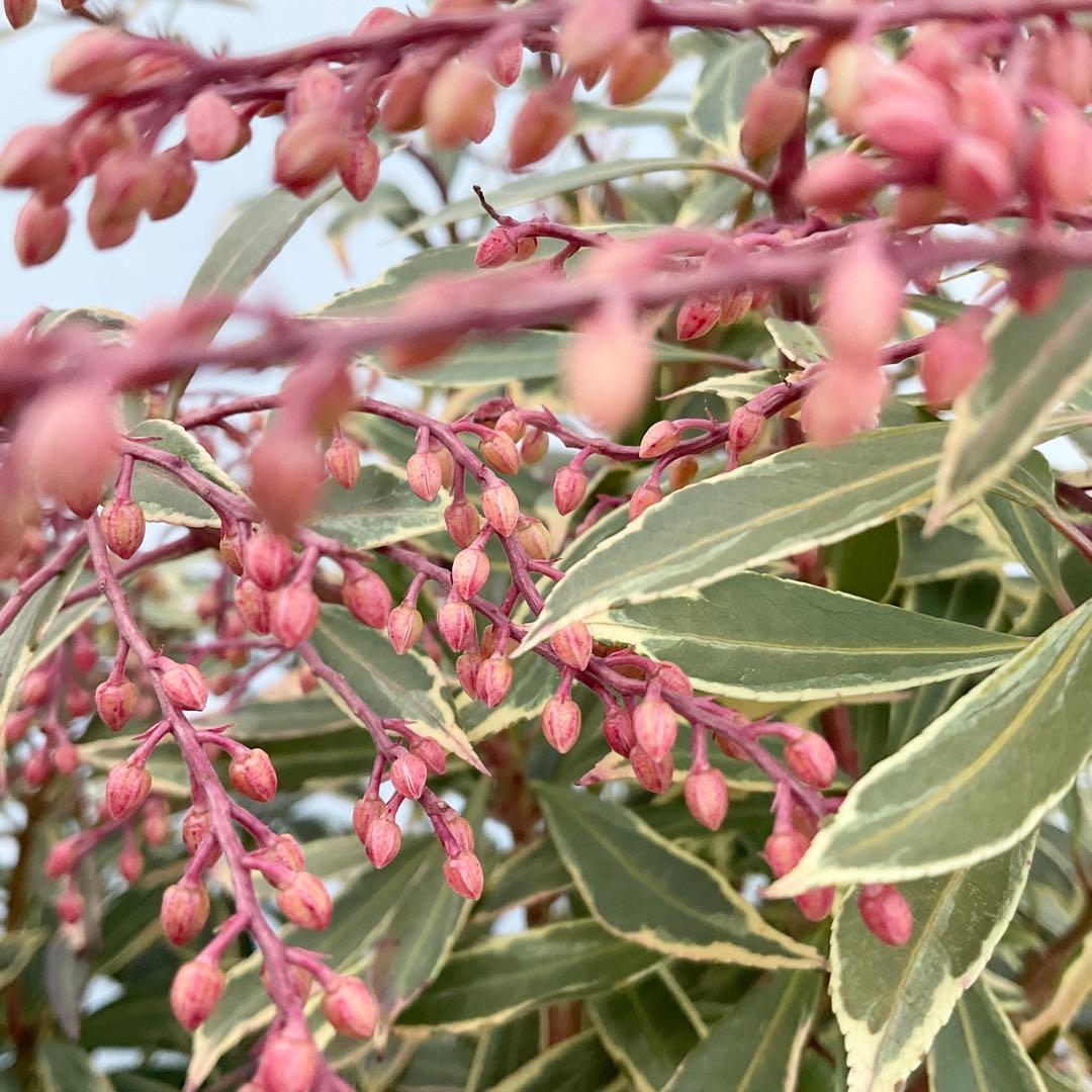 斑入りアセビ　/ 52