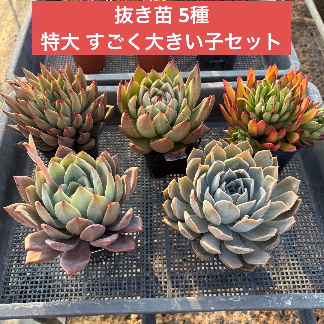 エケベリア 5種 特大 すごく大きい子セット 抜き苗 多肉植物