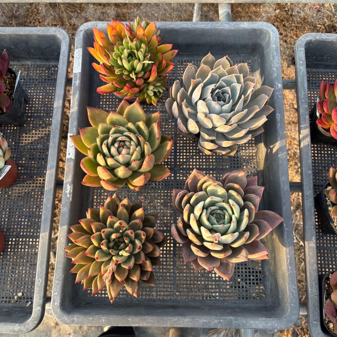 エケベリア 5種 特大 すごく大きい子セット 抜き苗 多肉植物