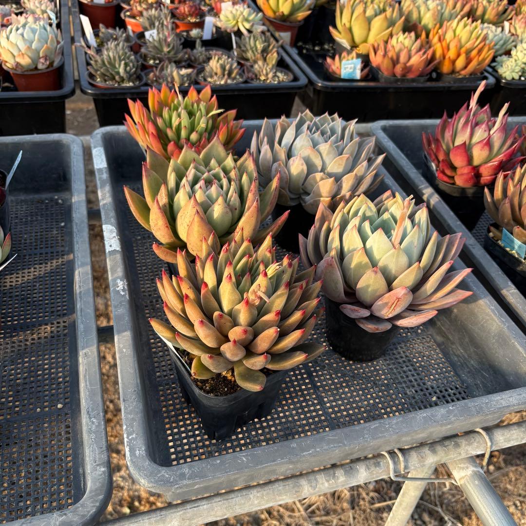 エケベリア 5種 特大 すごく大きい子セット 抜き苗 多肉植物