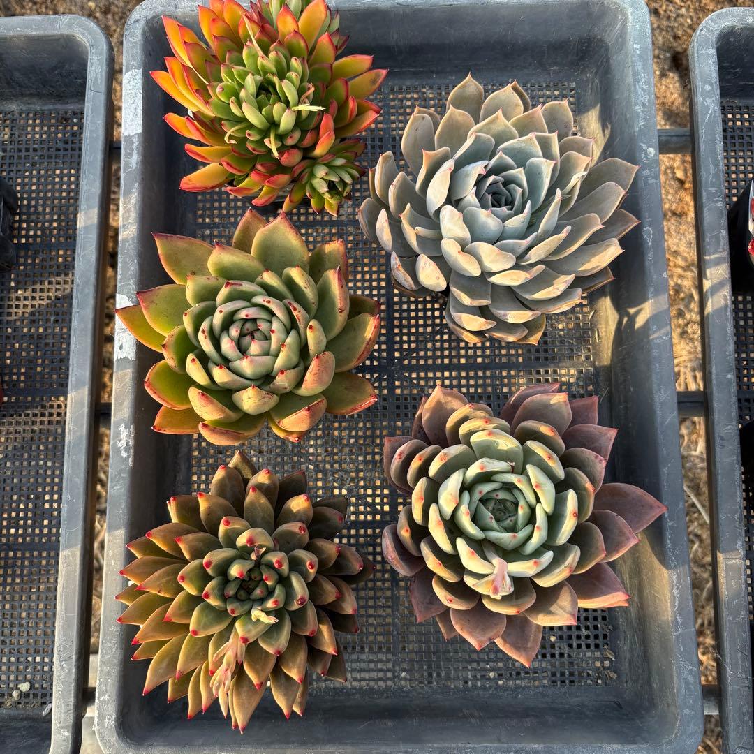 エケベリア 5種 特大 すごく大きい子セット 抜き苗 多肉植物