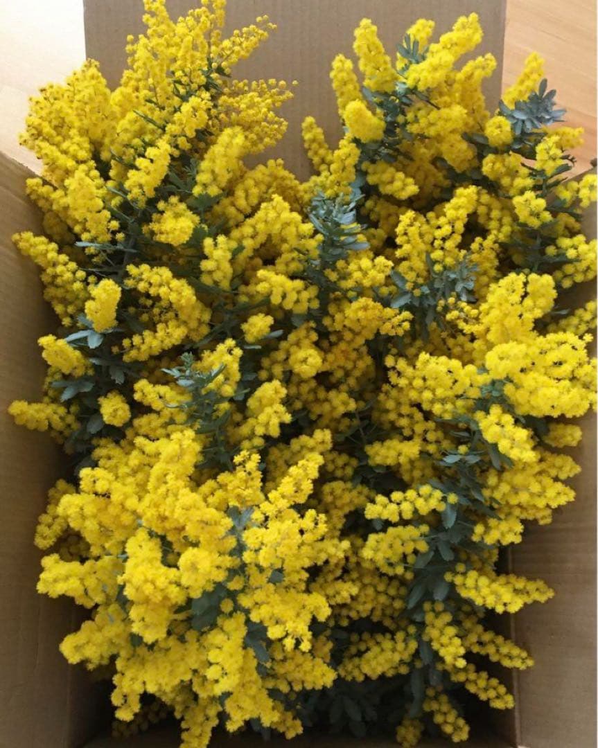 なお　ミモザ　80サイズ発送　保水　生花　フレッシュ　ギンヨウアカシア
