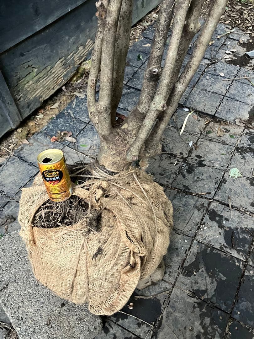 山採り　ドウダンツツジ　特大