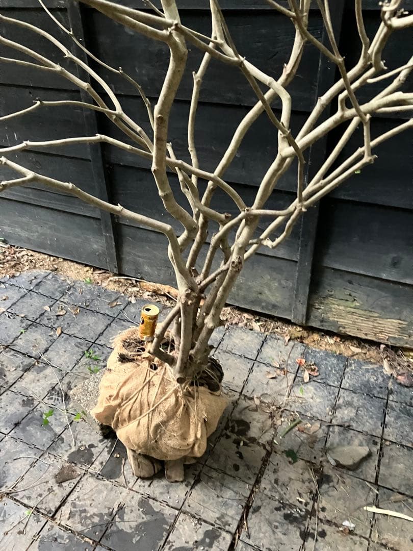 山採り　ドウダンツツジ　特大