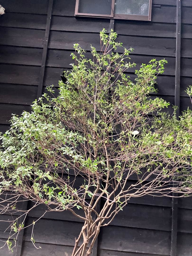 山採り　ドウダンツツジ　特大