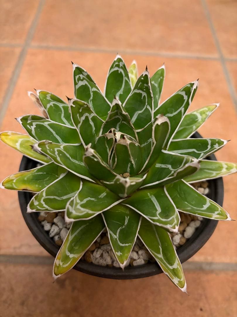 アガベ　特選　中株　笹の雪