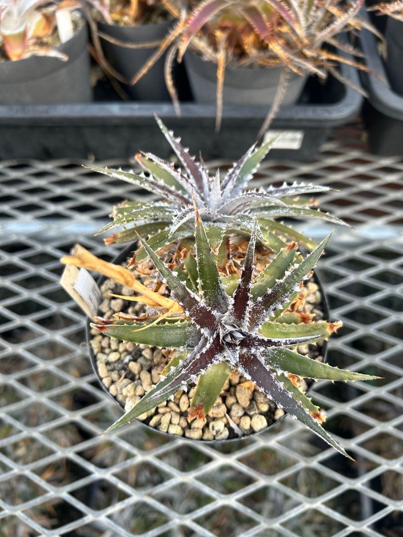 DBディッキア Dyckia Bill Baker hyb #109 ⑵
