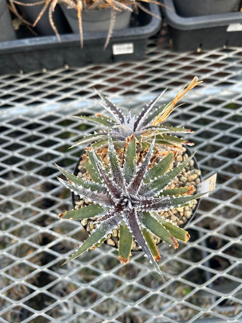 DBディッキア Dyckia Bill Baker hyb #109 ⑵