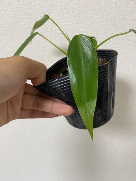 Philodendron “Spiritus sancti” スピリタスサンクチ