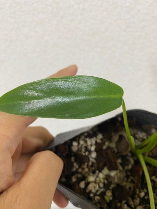 Philodendron “Spiritus sancti” スピリタスサンクチ