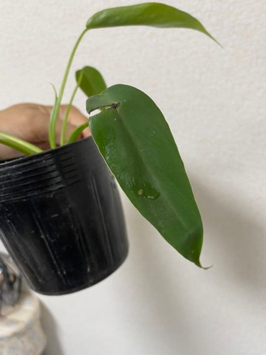 Philodendron “Spiritus sancti” スピリタスサンクチ