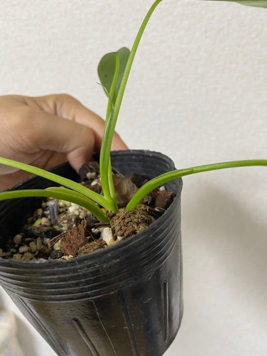 Philodendron “Spiritus sancti” スピリタスサンクチ