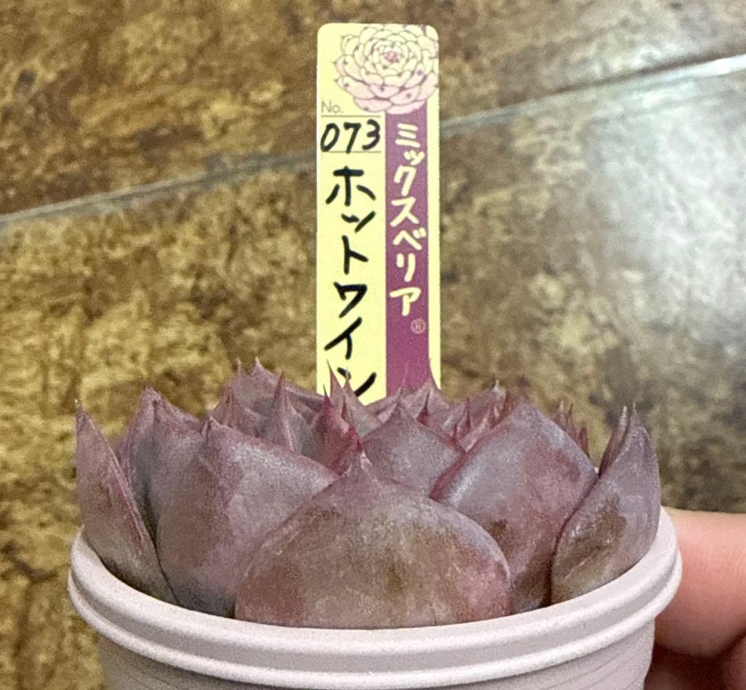 ミックスベリア　おらいさん苗　ホットワイン　札付き