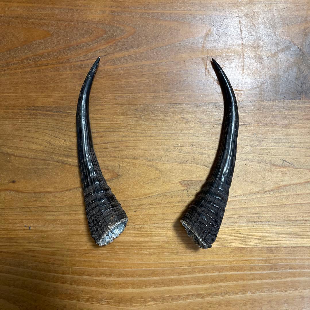 カモシカの角 置物 約15cm