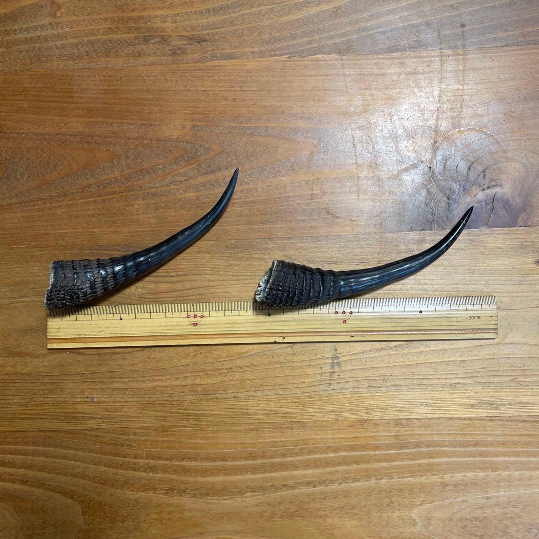 カモシカの角 置物 約15cm