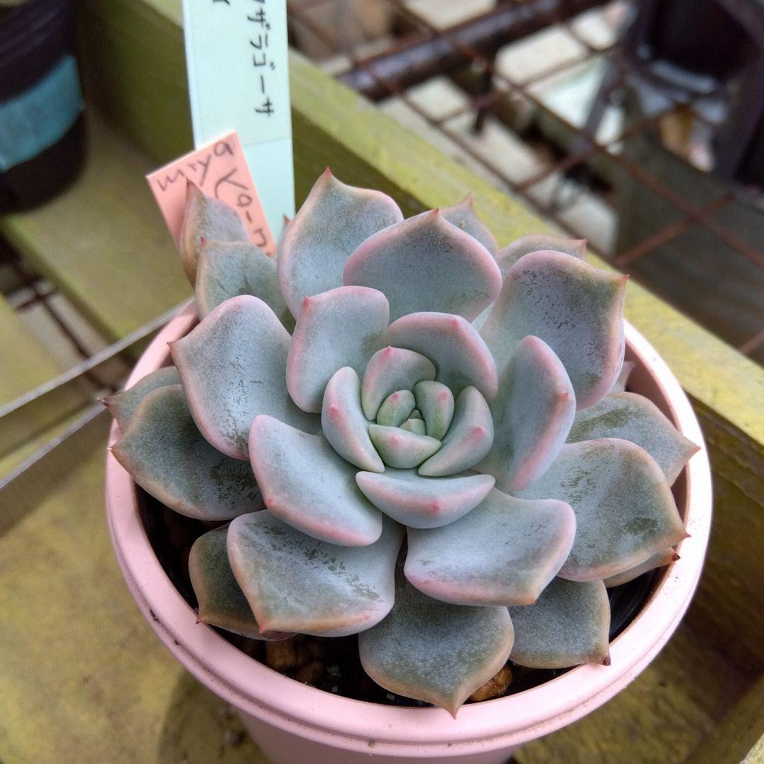 miyaさん✡️ピンザラ×ラウイ✡️ミヤ苗 多肉 抜き苗 寄せ植え