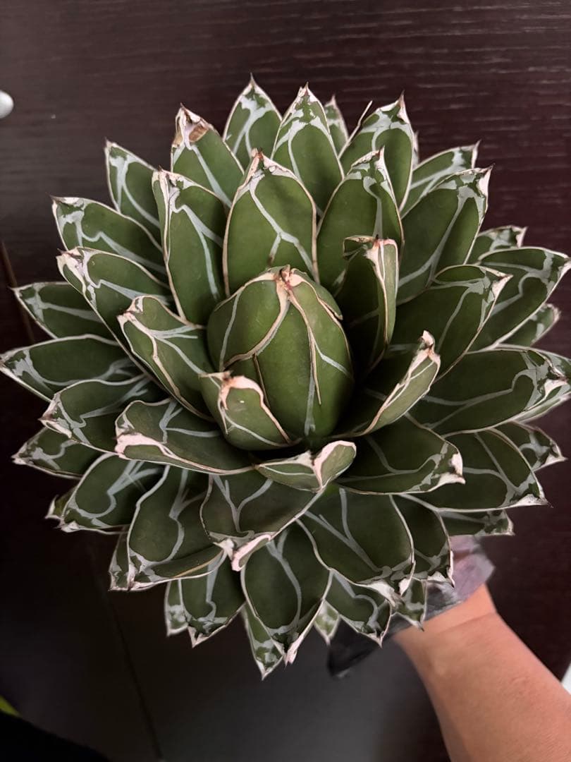 耐寒性アガベ 笹の雪大株◇ボール形ドライガーデン多肉サボテン　ユッカ　チタノタ